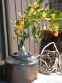 DSCN7647.jpg