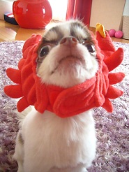 2011080810.jpg