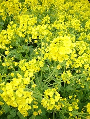 2013032403.jpg
