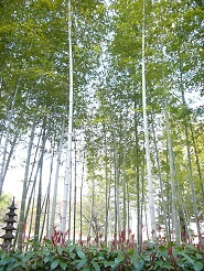2013032503.jpg