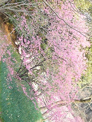 2013032506.jpg