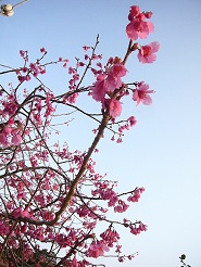 2013032510.jpg