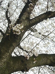 2013032511.jpg