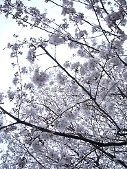 2013032515.jpg