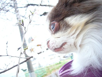 2013033101.jpg