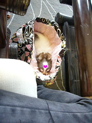 2013040206.jpg