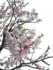 2013040906.jpg