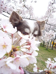 2013040908.jpg