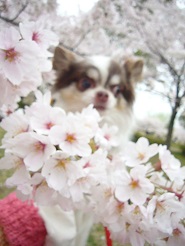 2013040909.jpg