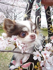 2013040911.jpg