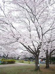 2013040914.jpg