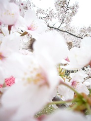 2013040916.jpg