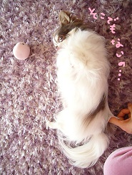 2013041904.jpg