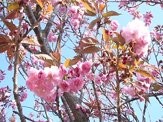 2013041915.jpg