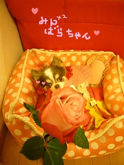 2013042404.jpg