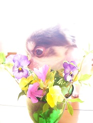 2013042508.jpg