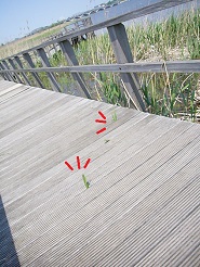 2013050608.jpg