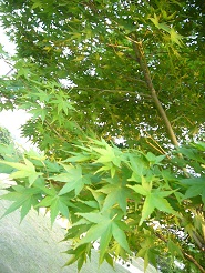 2013050621.jpg