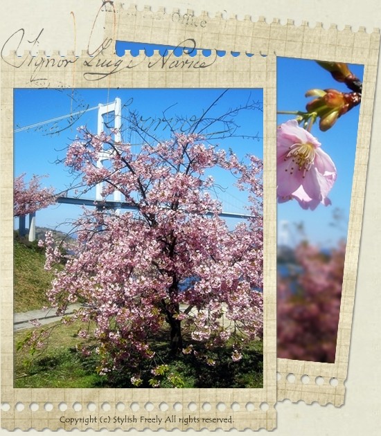 しまなみ海道と桜