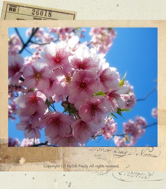 しまなみ海道と桜