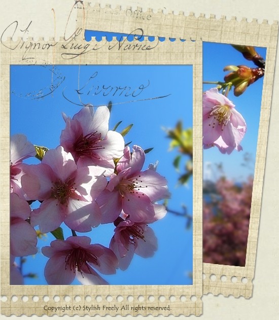 しまなみ海道と桜