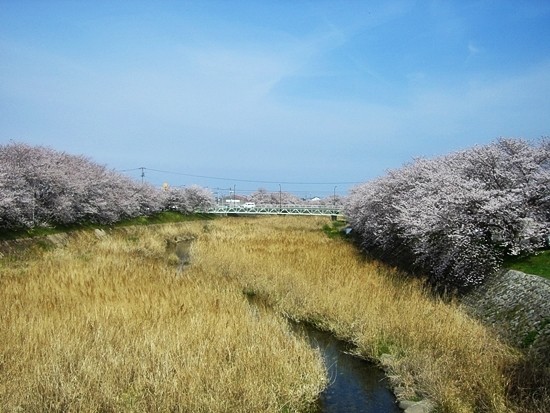 頓田川の桜