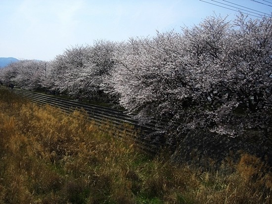 頓田川の桜