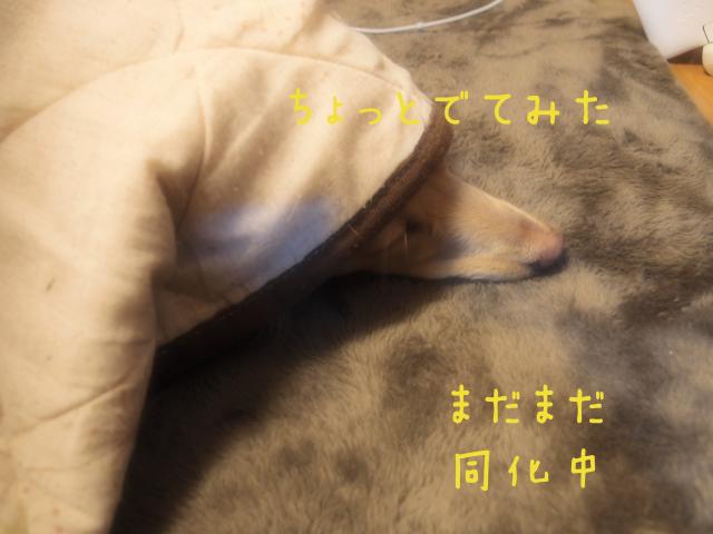 同化_convert_20120110171430