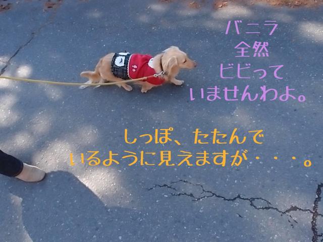 公園_convert_20120215152017