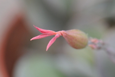 白姫の舞・花