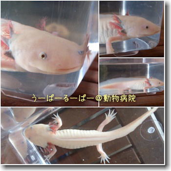 うぱ