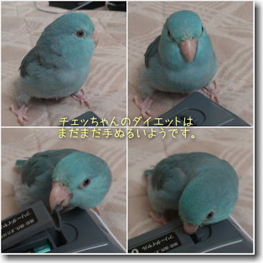 ちー