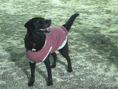 20111007v