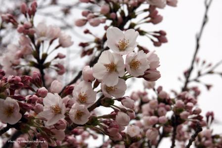桜
