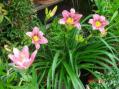 野の花