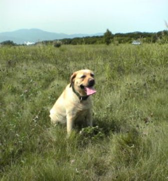 土佐犬に似ているかも