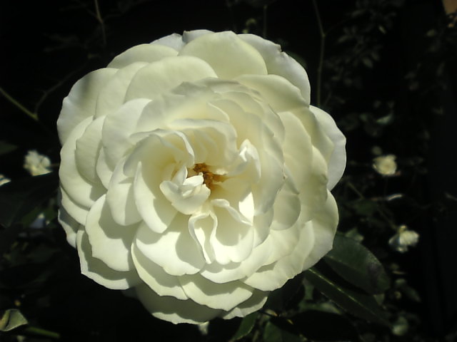 Image1085.jpg