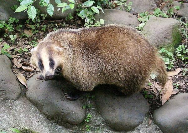 800px-Meles_meles_anakuma_at_Inokashira_Park_Zoo.jpg