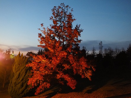DSCF0031.jpg