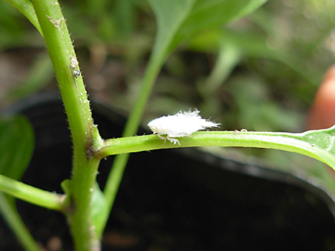 DSCN9039.jpg