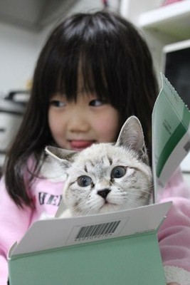たまことシェイミ