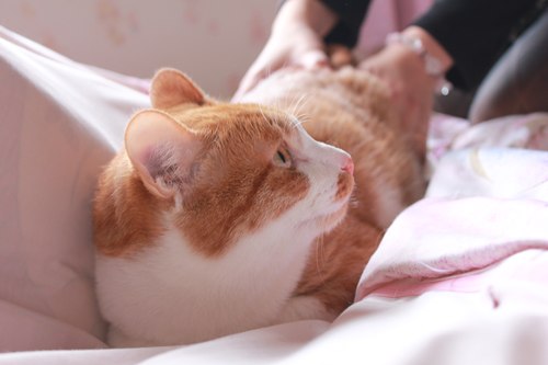 引き留めないで・・・マサキ君里親募集中