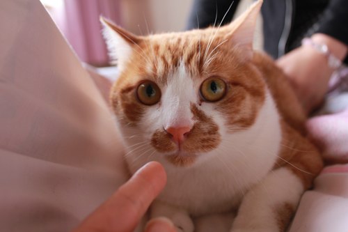 マサキくん里親募集中