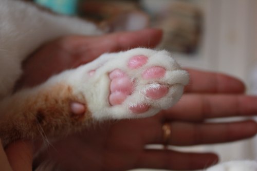かわいい肉球のマサキ君里親募集中