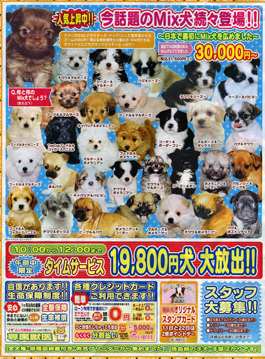 雑種3万円(最安価格)!かわいいけど、雑種でっせ?
