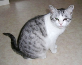 ふくちゃん保護の猫