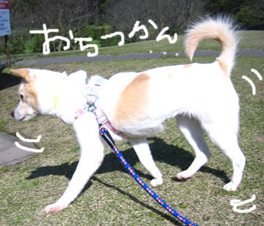 とまらないモモちゃん・・・