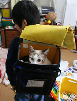 ランドセルを背負う銀。