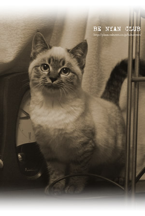 美猫ポストカードにしてみた。