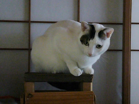 狭いところにも美猫。